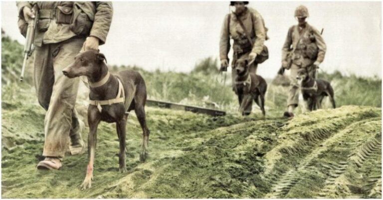 The War of the Stray Dog: A Brief History Explained