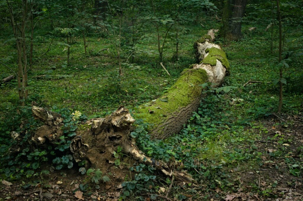 Healing Earth: How Nature Recovers After War’s Damage