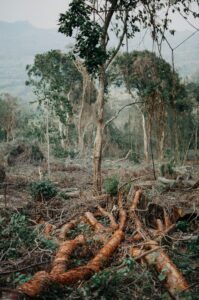 Healing Earth: How Nature Bounces Back After War Damage