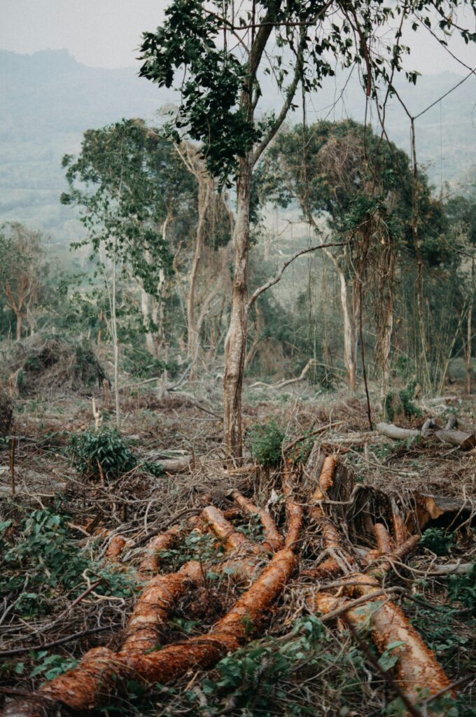Healing Earth: How Nature Bounces Back After War Damage