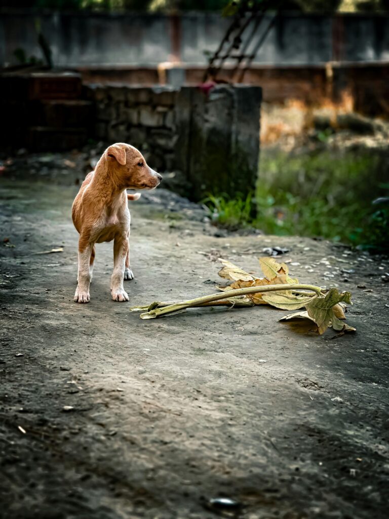 The War of the Stray Dog: A Historical Conflict Explained